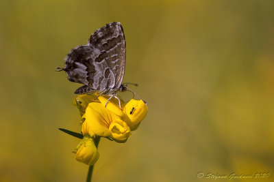 Licenide dei gerani (Cacyreus marshalli)