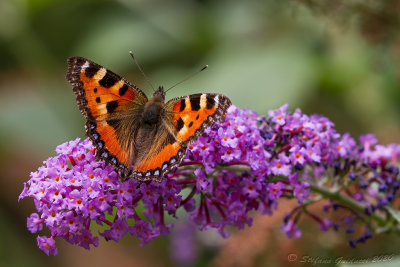 Vanessa dell'ortica (Aglais urticae)