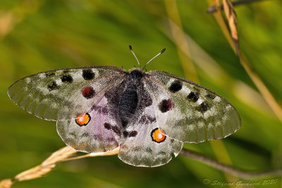 Apollo (Parnassius apollo)