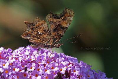 Poligonia C bianco - (Polygonia c-album)