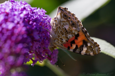  Vanessa del cardo (Vanessa cardui)