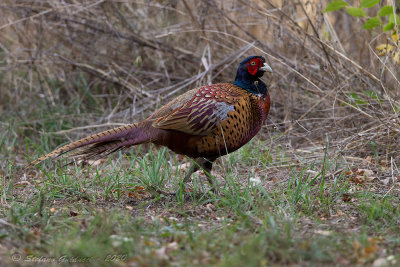 Fagiano (Phasianus colchicus) - Common Pheasant	