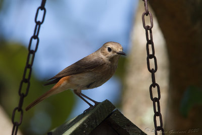 Codirosso (Phoenicurus phoenicurus) - Common Redstart	