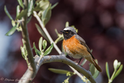 Codirosso (Phoenicurus phoenicurus) - Common Redstart	