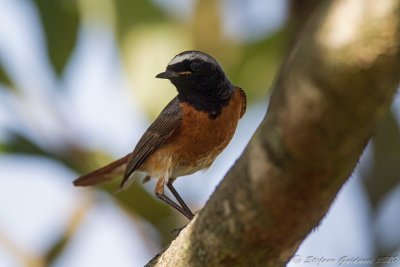 Codirosso (Phoenicurus phoenicurus) - Common Redstart	