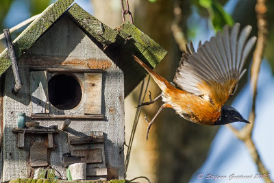 Codirosso (Phoenicurus phoenicurus) - Common Redstart	