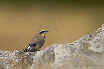 Culbianco (Oenanthe oenanthe) -Northern Wheatear