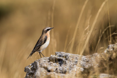 Culbianco (Oenanthe oenanthe) -Northern Wheatear	