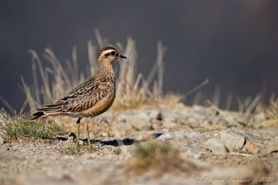 Piviere tortolino (Charadrius morinellus) - Eurasian Dotterel	