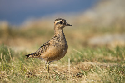 Piviere tortolino (Charadrius morinellus) - Eurasian Dotterel	