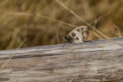 Briseide (Chazara briseis) maschio