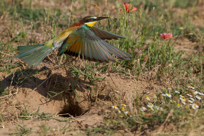 Gruccione  (Merops apiaster) - European bee-eater