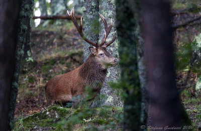 Cervo (Cervus elaphus) 