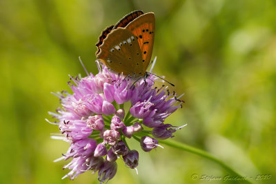 Lycaena virgaureae (femmina)