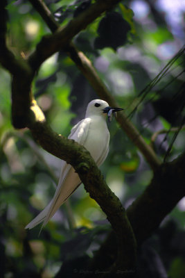 Sterna bianca (Gygis alba) - Fairy tern
