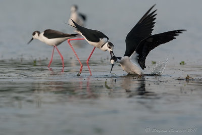 Cavaliere d'Italia (Himantopus himantopus) - Black-winged Stilt	