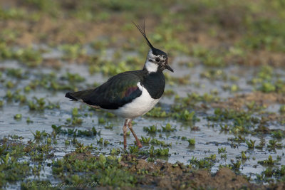 Pavoncella (Vanellus vanellus)