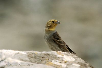 Zigolo cenerino (Emberiza cineracea) - 	Cinereous Bunting