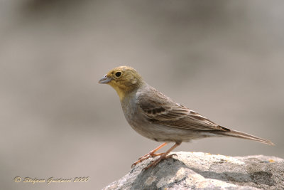 Zigolo cenerino (Emberiza cineracea) - 	Cinereous Bunting