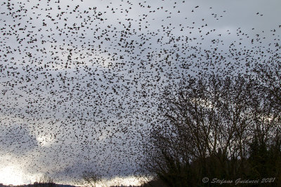 Storni (Sturnus vulgaris) - Starling