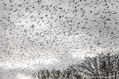Storni (Sturnus vulgaris) - Starling
