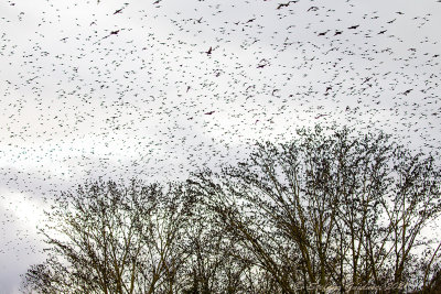Storni (Sturnus vulgaris) - Starling