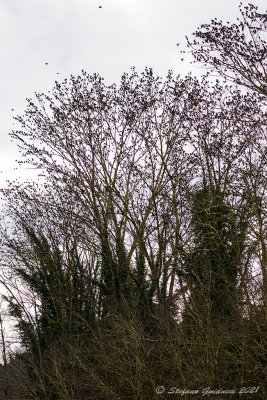Storni (Sturnus vulgaris) - Starling