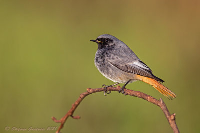 Codirosso spazzacamino ♂ (Phoenicurus ochruros) - Black Redstart
