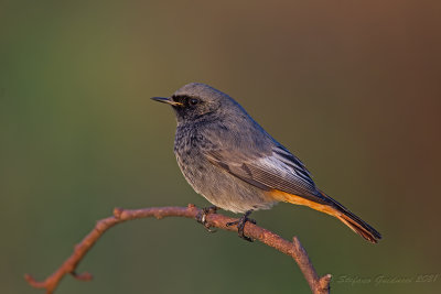 Codirosso spazzacamino ♂ (Phoenicurus ochruros) - Black Redstart
