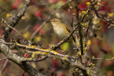 Lu piccolo (Phylloscopus collybita) - Common Chiffchaff