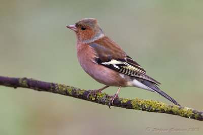 Fringuello (Fringilla coelebs) - Chaffinch