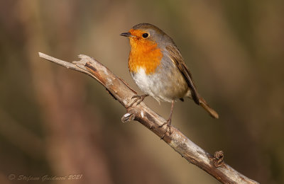 Pettirosso (Erithacus rubecula) - European Robin