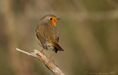 Pettirosso (Erithacus rubecula) - European Robin