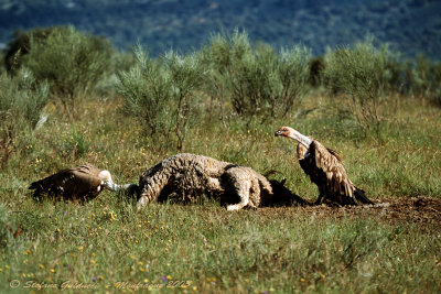 image0116.jpg