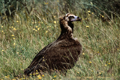 Avvoltoio monaco (Aegypius monachus) - Black Vulture