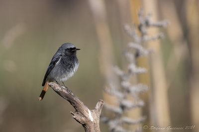 Codirosso spazzacamino ♂ (Phoenicurus ochruros) - Black Redstart