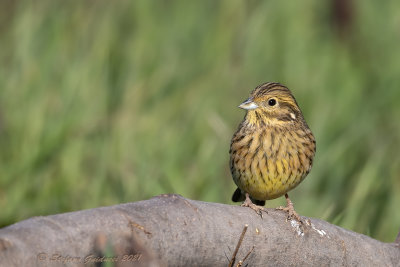 Zigolo nero (Emberiza cirlus) - Cirl Bunting