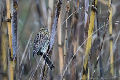Zigolo nero (Emberiza cirlus) - Cirl Bunting