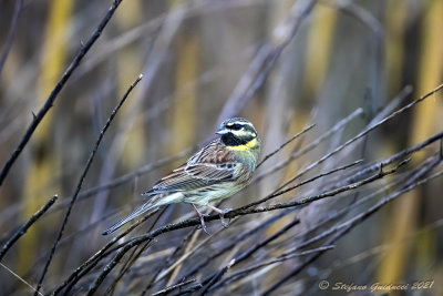 Zigolo nero (Emberiza cirlus) - Cirl Bunting