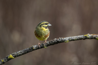 Zigolo nero ♂  (Emberiza cirlus) - Cirl Bunting
