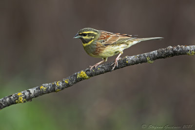 Zigolo nero ♂ (Emberiza cirlus) - Cirl Bunting