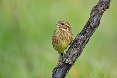 Zigolo nero (Emberiza cirlus) - Cirl Bunting