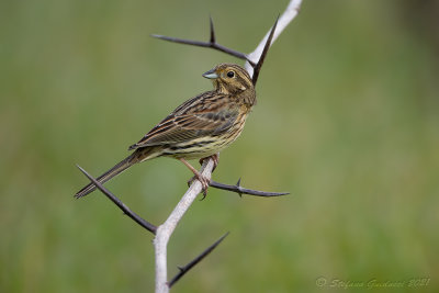 Zigolo nero (Emberiza cirlus) - Cirl Bunting