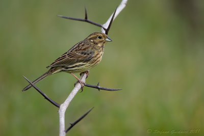 Zigolo nero (Emberiza cirlus) - Cirl Bunting