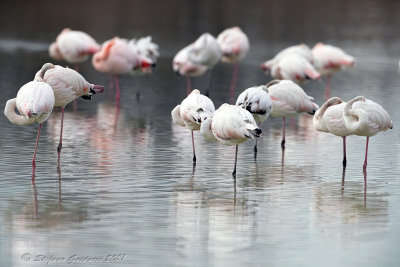 Fenicottero rosa	(Phoenicopterus roseus) - Greater Flamingo	