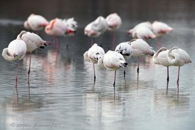 Fenicottero rosa (Phoenicopterus roseus) - Greater Flamingo