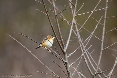 Beccamoschino (Cisticola juncidis) - Fan-tailed Warbler