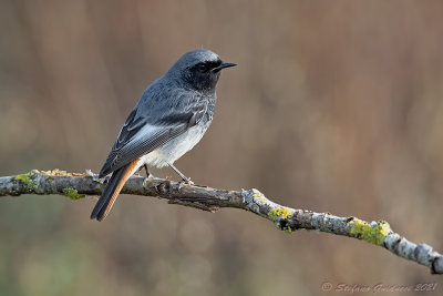 Codirosso spazzacamino ♂ (Phoenicurus ochruros) - Black Redstart