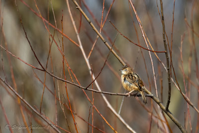 Beccamoschino (Cisticola juncidis) - Fan-tailed Warbler