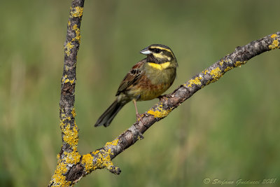 Zigolo nero ♂ (Emberiza cirlus) - Cirl Bunting